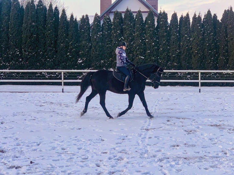 Polish sport horse Gelding 11 years 16,1 hh Smoky-Black in Chelmno