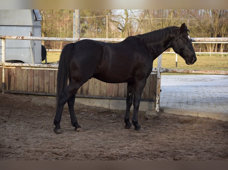 Polish sport horse Gelding 11 years 16,1 hh Smoky-Black in Chelmno