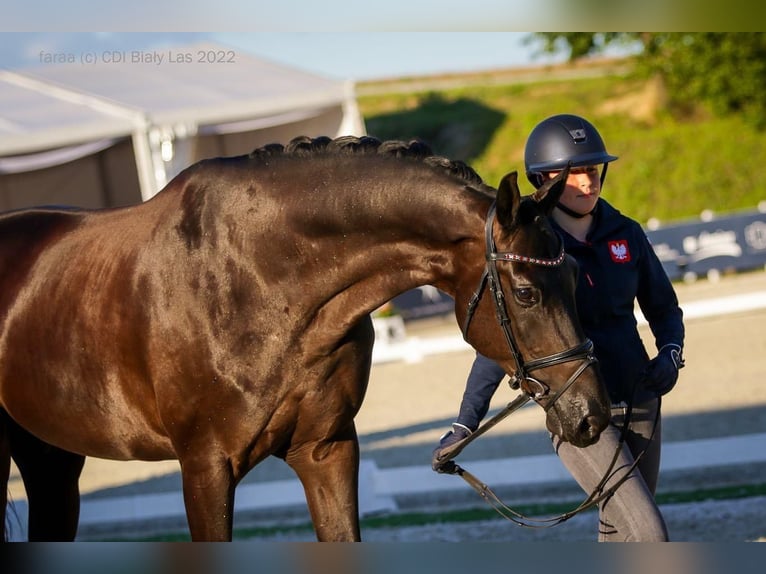 Polish sport horse Gelding 11 years 17.2 hh Black in Wałbrzych
