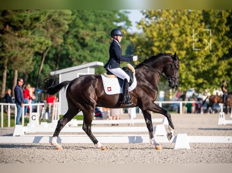 Polish sport horse Gelding 11 years 17.2 hh Black in Wałbrzych