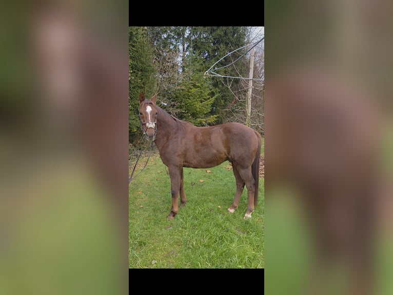 Polish sport horse Mix Gelding 12 years 14,2 hh Chestnut in Möggers