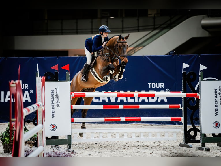 Polish sport horse Gelding 12 years 16.1 hh Brown in Podolszyn