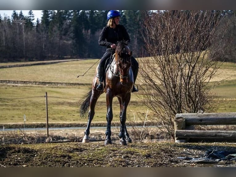Polish sport horse Gelding 12 years 16.2 hh Brown in Lajosmizse