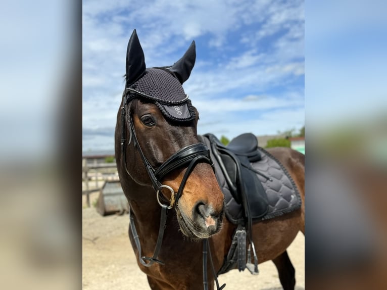 Polish sport horse Gelding 12 years 16 hh Brown in Bissingen an der Teck