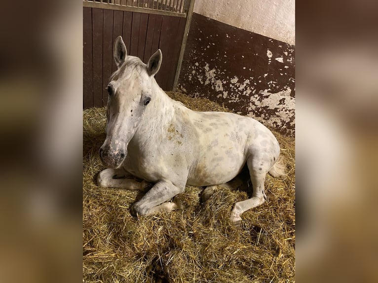 Polish sport horse Mix Gelding 12 years 16 hh Leopard-Piebald in Hüttenberg