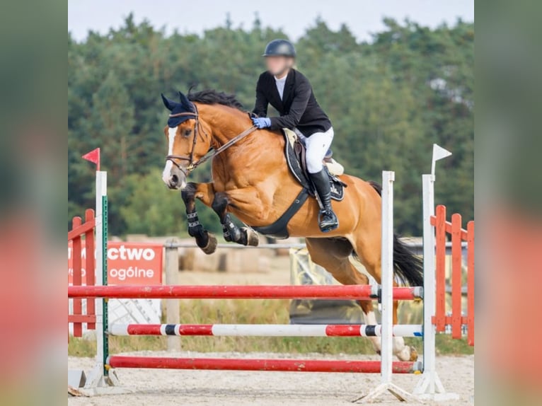 Polish sport horse Gelding 12 years 17.2 hh Brown in Biskupice Oławskie