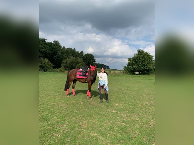 Polish sport horse Gelding 13 years 15,1 hh Brown in Ansbach