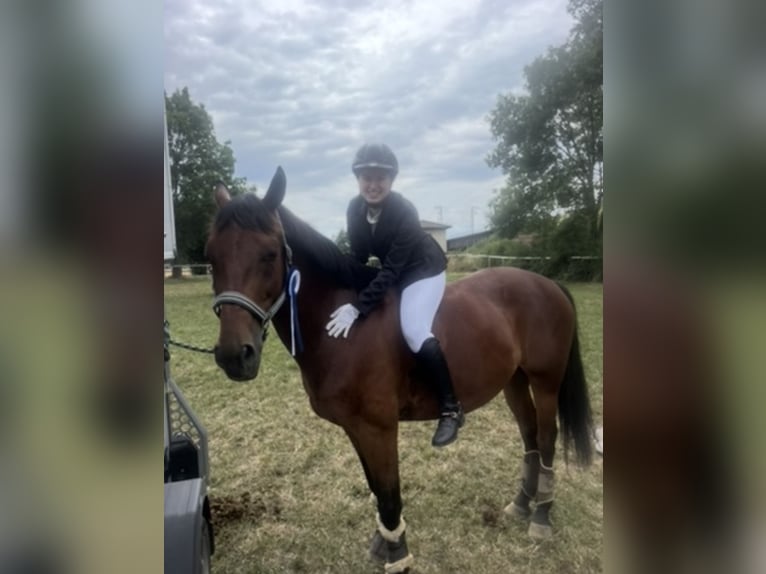 Polish sport horse Gelding 13 years 15,1 hh Brown in Ansbach