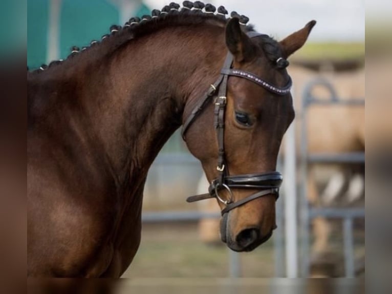 Polish sport horse Gelding 13 years 15,1 hh Brown in Ansbach