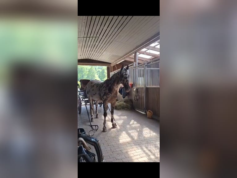 Polish sport horse Gelding 13 years 15,2 hh Leopard-Piebald in Pfedelbach