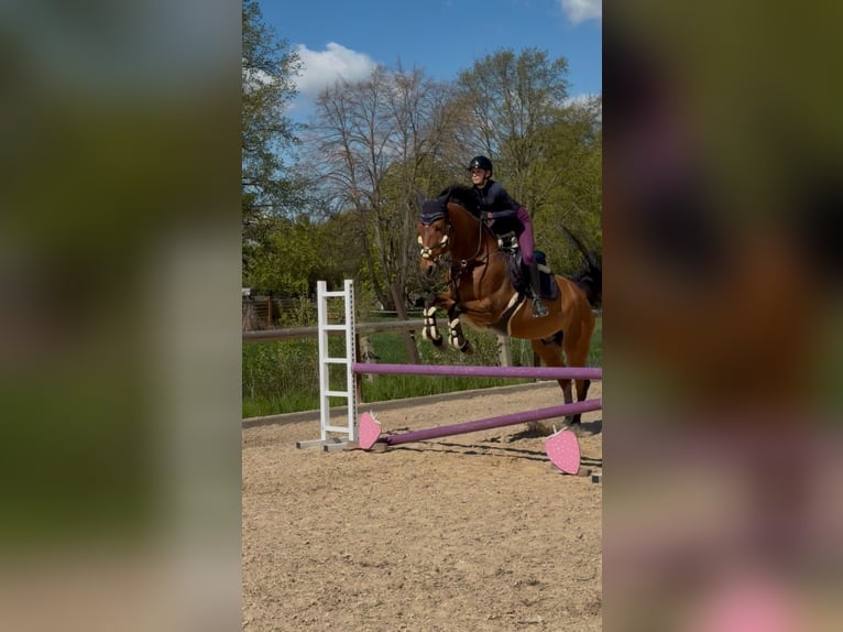 Polish sport horse Gelding 13 years 16.1 hh Brown in Beucha