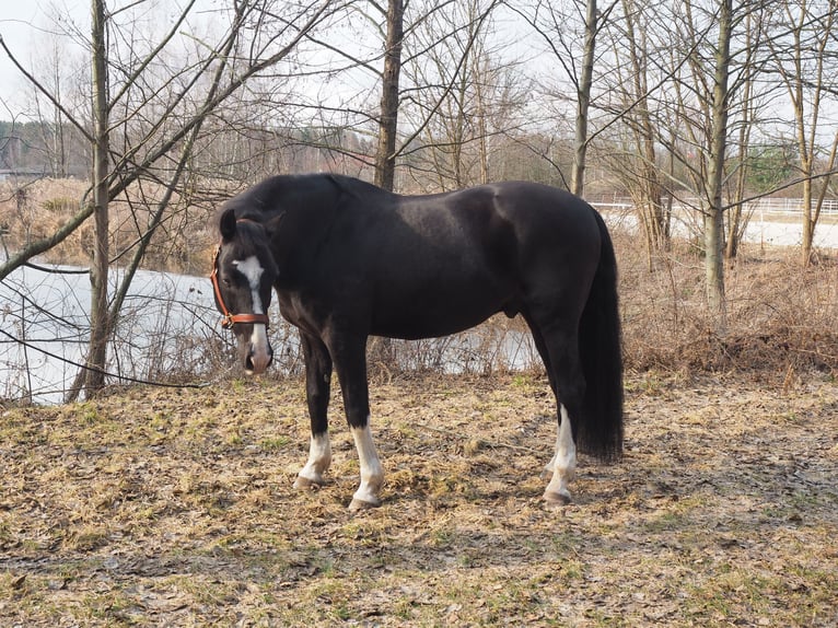 Polish sport horse Gelding 13 years 16.2 hh Black in Górki