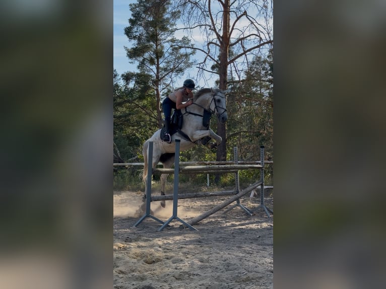 Polish sport horse Gelding 13 years 16 hh Grey in Hohenbocka