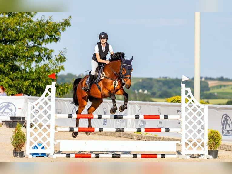 Polish sport horse Gelding 13 years 16,1 hh Bay in Chełmża