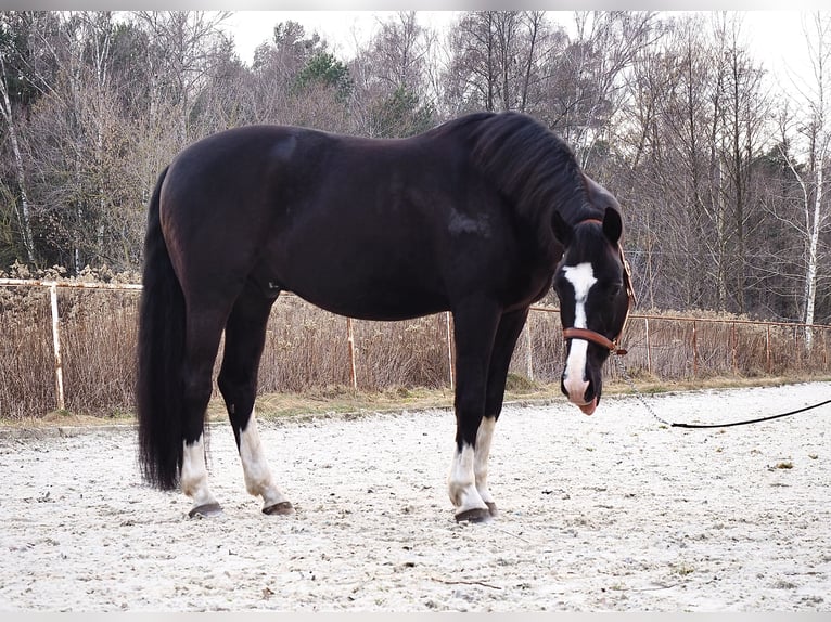 Polish sport horse Gelding 13 years 16,2 hh Black in Górki