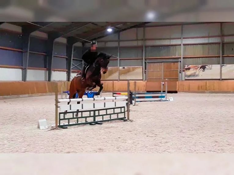 Polish sport horse Gelding 15 years 15.2 hh Brown in Sehnde