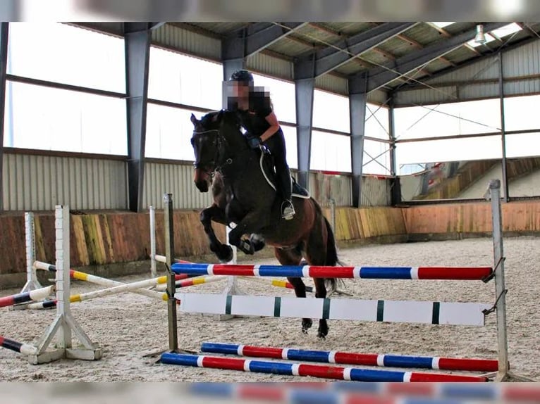 Polish sport horse Gelding 15 years 15.2 hh Brown in Sehnde