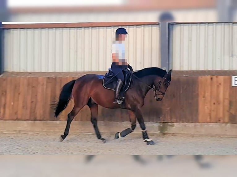 Polish sport horse Gelding 15 years 15,2 hh Brown in Sehnde