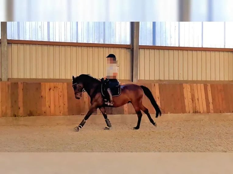 Polish sport horse Gelding 15 years 15,2 hh Brown in Sehnde