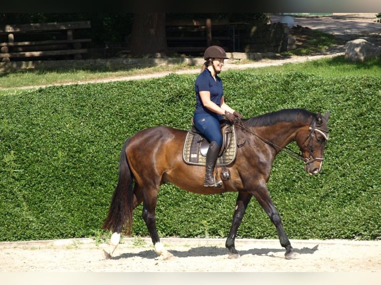 Polish sport horse Gelding 15 years 15,2 hh Brown in Hameln Polish sport horse Gelding 15 years 15,2 hh Brown in Hameln