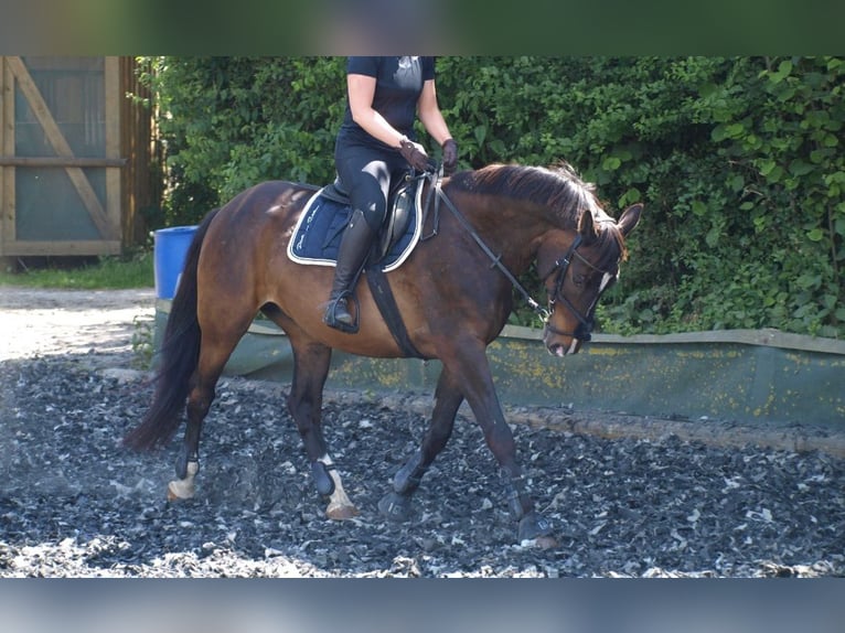 Polish sport horse Gelding 15 years 15,2 hh Brown in Hameln Polish sport horse Gelding 15 years 15,2 hh Brown in Hameln