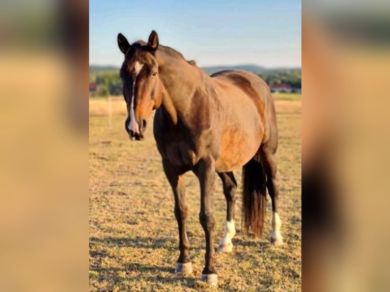 Polish sport horse Gelding 15 years 15,2 hh Brown in Hameln Polish sport horse Gelding 15 years 15,2 hh Brown in Hameln