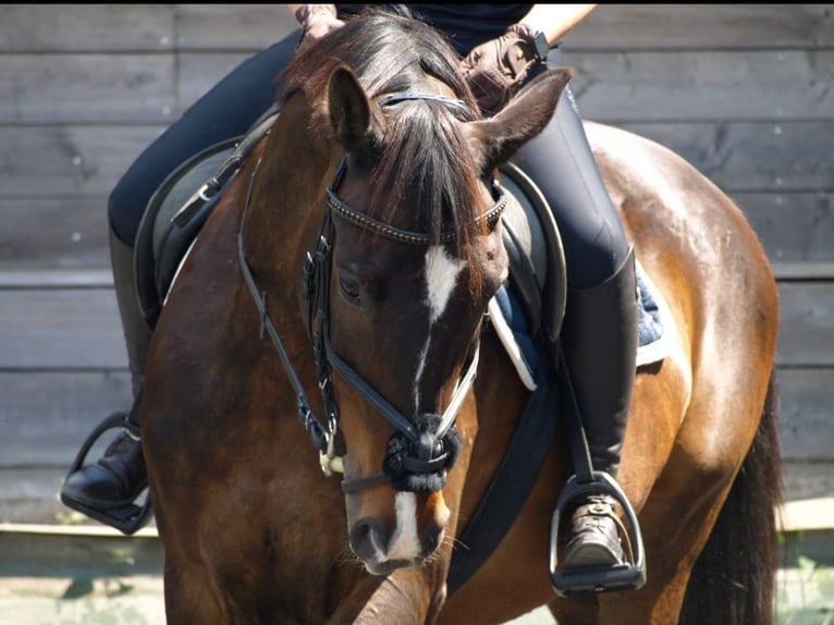 Polish sport horse Gelding 15 years 15,2 hh Brown in Hameln Polish sport horse Gelding 15 years 15,2 hh Brown in Hameln