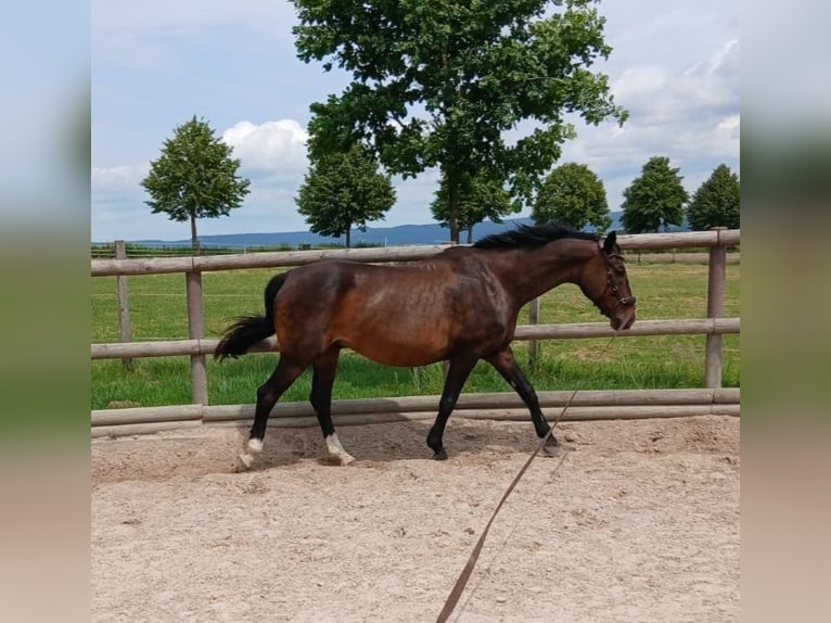 Polish sport horse Gelding 15 years 15,2 hh Brown in Hameln Polish sport horse Gelding 15 years 15,2 hh Brown in Hameln