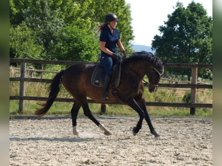 Polish sport horse Gelding 15 years 15,2 hh Brown in Hameln Polish sport horse Gelding 15 years 15,2 hh Brown in Hameln