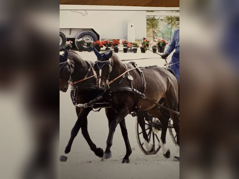 Polish sport horse Gelding 15 years 16,2 hh Bay-Dark in Welscheid