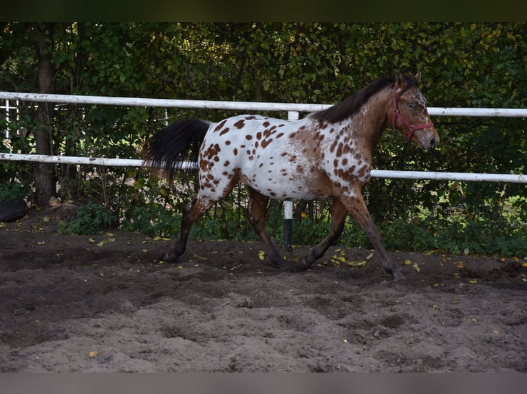 Polish sport horse Gelding 2 years 16 hh Leopard-Piebald in Chełmno
