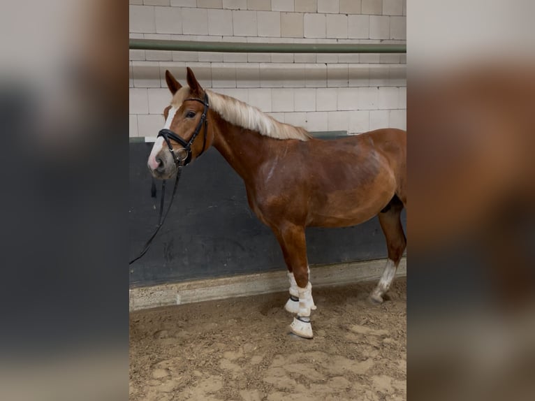 Polish sport horse Gelding 3 years 15.2 hh Chestnut-Red in Wolfsburg