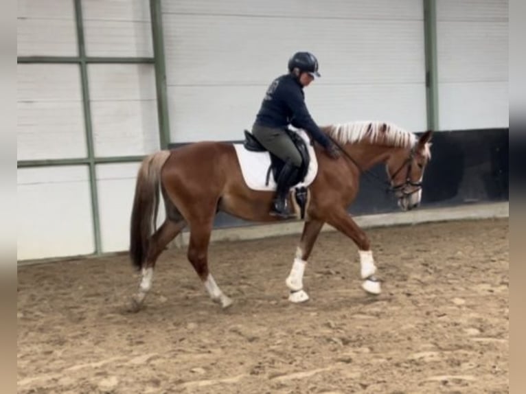Polish sport horse Gelding 3 years 15,2 hh Chestnut-Red in Wolfsburg