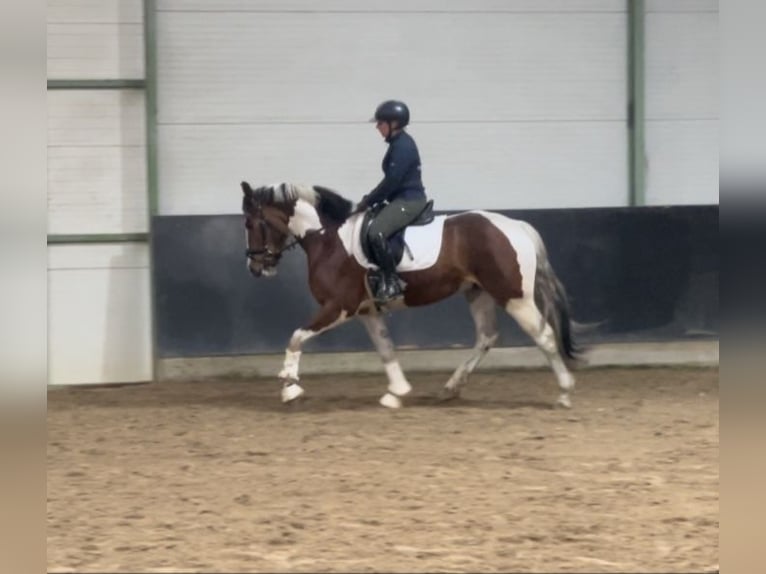 Polish sport horse Gelding 3 years 15,2 hh Pinto in Wolfsburg