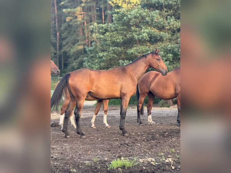 Polish sport horse Gelding 3 years 16.2 hh Brown in Orle
