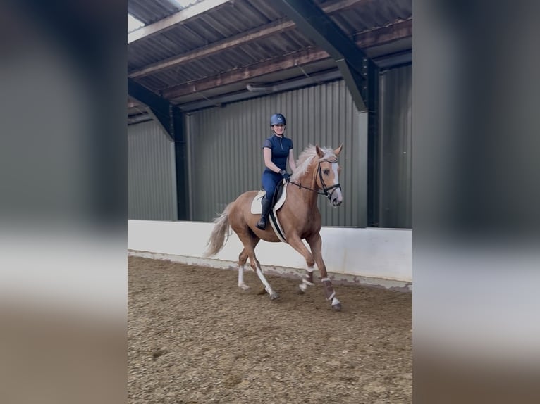 Polish sport horse Gelding 3 years 16.2 hh Palomino in Odiliapeel