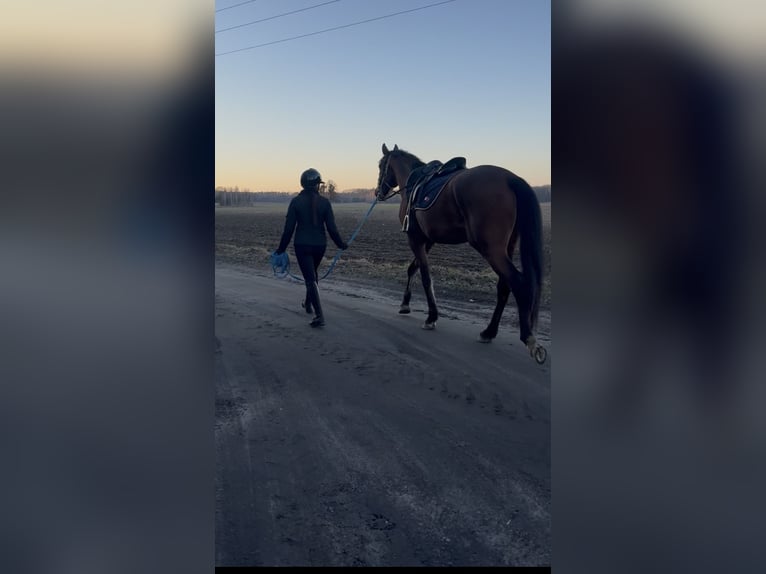 Polish sport horse Gelding 3 years 16 hh Brown in Rumia