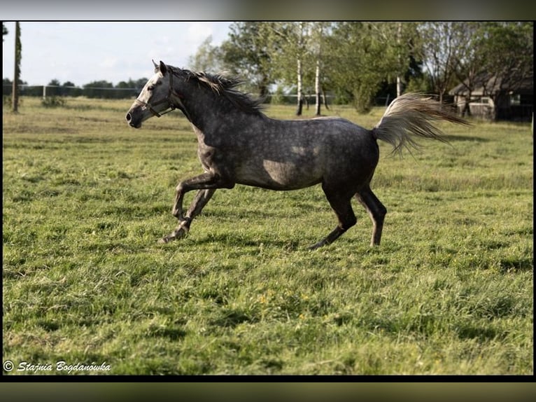 Polish sport horse Gelding 3 years 16 hh Grey-Dapple in Rossosz