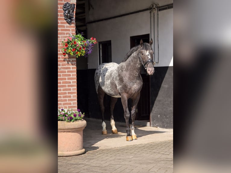 Polish sport horse Gelding 3 years 16 hh Leopard-Piebald in Someren