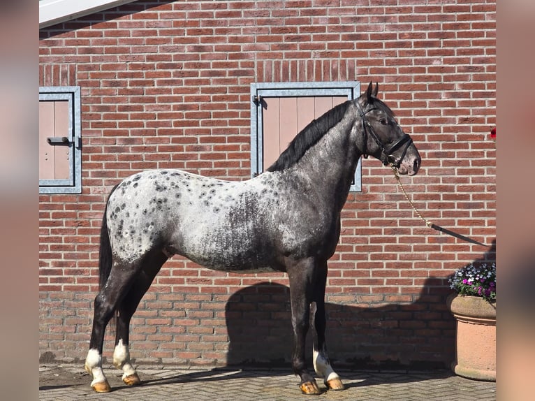 Polish sport horse Gelding 3 years 16 hh Leopard-Piebald in Someren