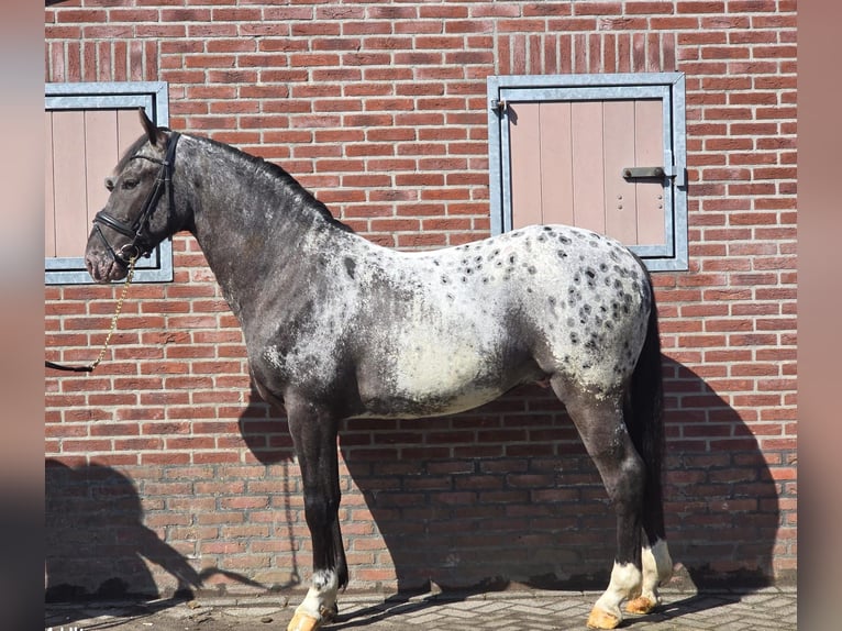 Polish sport horse Gelding 3 years 16 hh Leopard-Piebald in Someren
