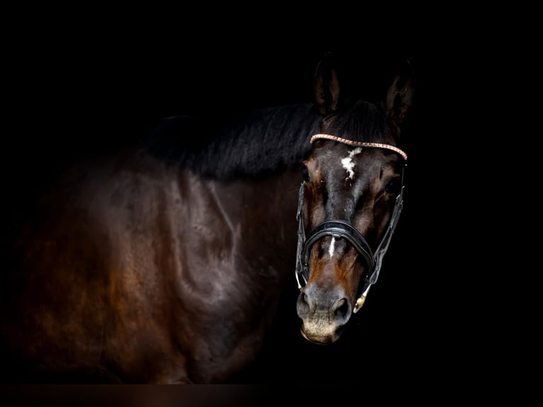 Polish sport horse Gelding 3 years 16 hh Smoky-Black in Kraków