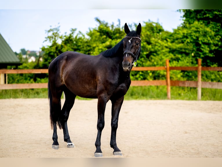 Polish sport horse Gelding 3 years 16 hh Smoky-Black in Kraków