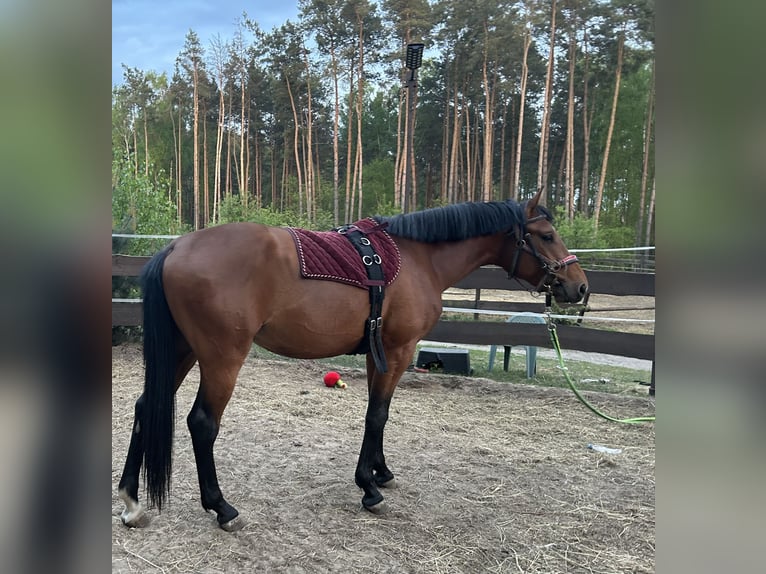 Polish sport horse Gelding 3 years 16,2 hh Brown in Podlaski