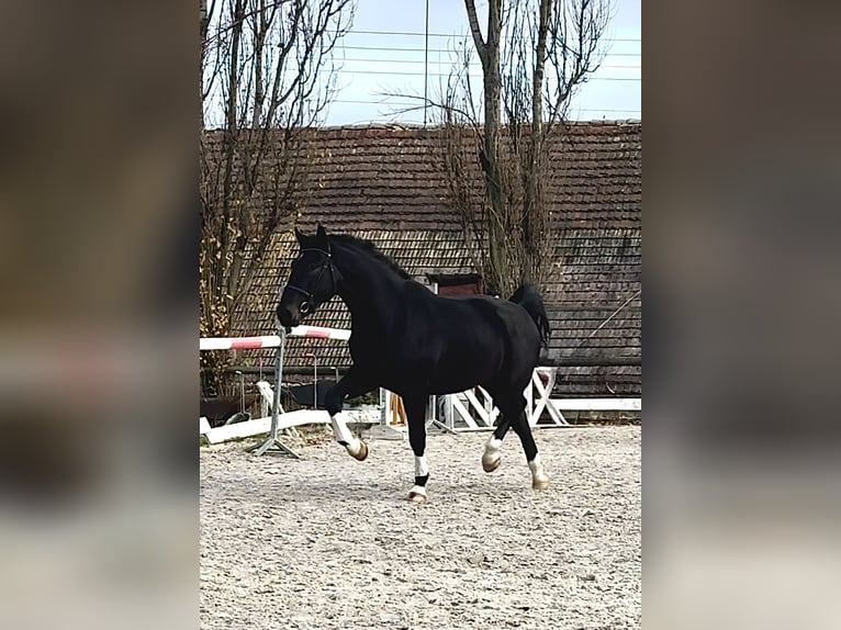 Polish sport horse Gelding 3 years 16,2 hh Smoky-Black in Wa&#x142;brzych