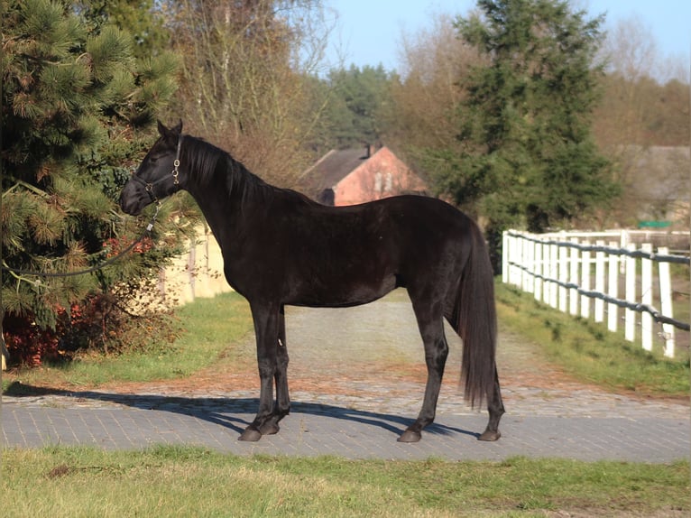 Polish sport horse Gelding 3 years 17 hh Black in Santok