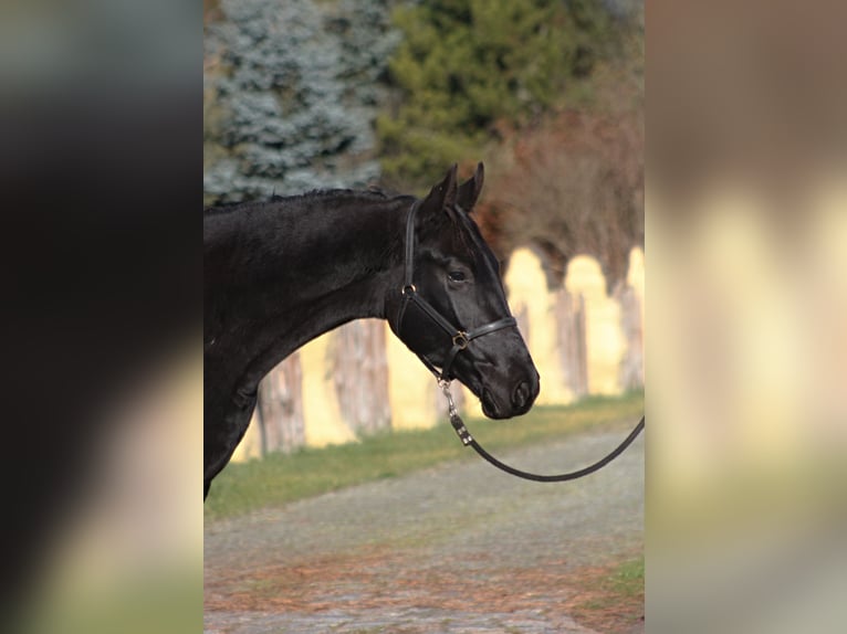 Polish sport horse Gelding 3 years 17 hh Black in Santok