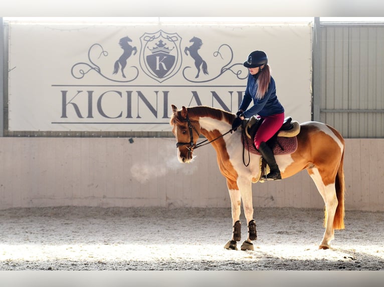 Polish sport horse Gelding 4 years 15,2 hh Pinto in Poznań