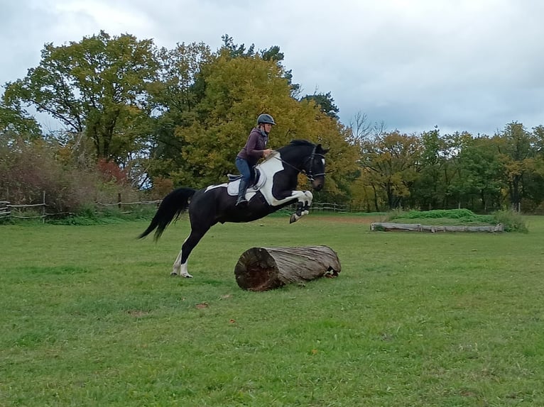 Polish sport horse Gelding 4 years 15,2 hh Pinto in LESZNO DOLNE