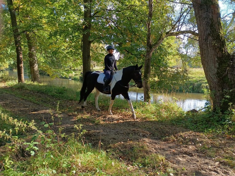 Polish sport horse Gelding 4 years 15,2 hh Pinto in LESZNO DOLNE